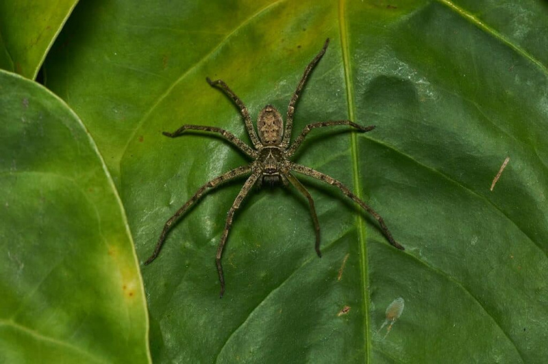 Odkrijte 3 invazivne pajke, ki se plazijo po vsem Teksasu