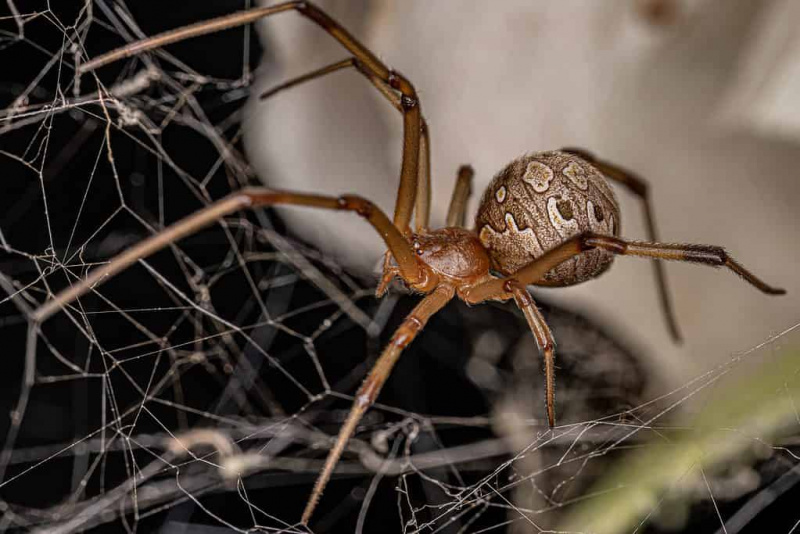   Rudieji našlių vorai yra viena iš kelių invazinių vorų rūšių Teksase.