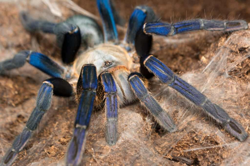 Тарантула за кућне љубимце: Ултимативни водич за бригу о тарантули