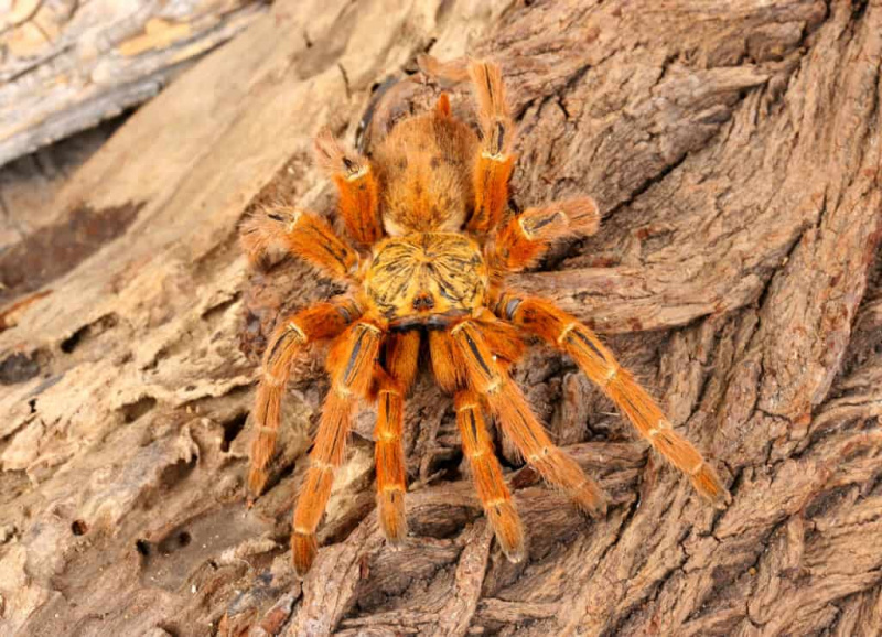   Usambara oranž paavian tarantula (Pterinochus murinus).