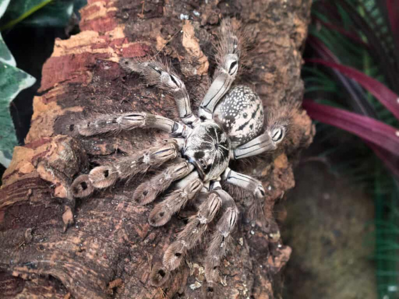   Togo Starburst tarantulas