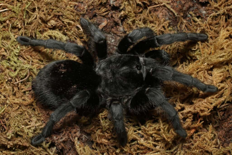   Brazilijos juodasis tarantulas (Grammostola pulchra) Puikiai juodas voras, kurio kojos ilgis, Brazilijos juodasis tarantulas yra nepaprastai gražus augintinis.
