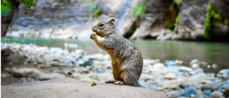   co jedzą wiewiórki - wiewiórka jedząca nad wodą
