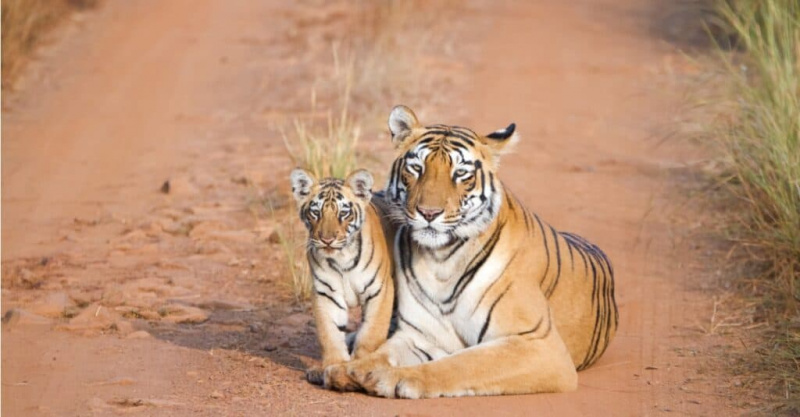  Matka tigrovaná a tigrované mláďa.