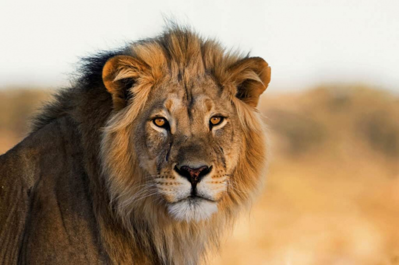   雄ライオン、カラハリ、南アフリカ