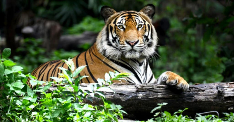   Бенгалски тигар лежи у четкици