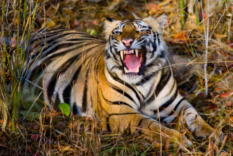  Дивљи бенгалски тигар лежи на трави и зева.