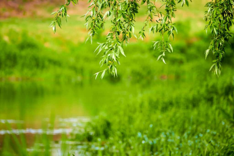   ولو کے درختوں کی مختلف اقسام - Salix pierotii