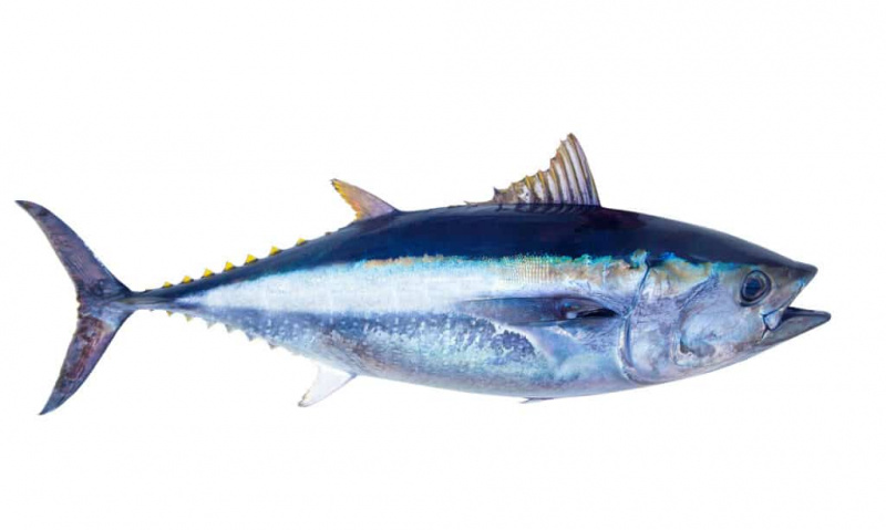   Plavoperajna tuna