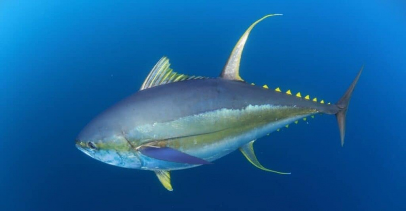   Tuna sirip kuning keluar di lautan terbuka dalam air biru jernih