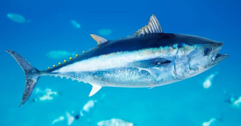   Najhitrejša morska žival: atlantski modroplavuti tun