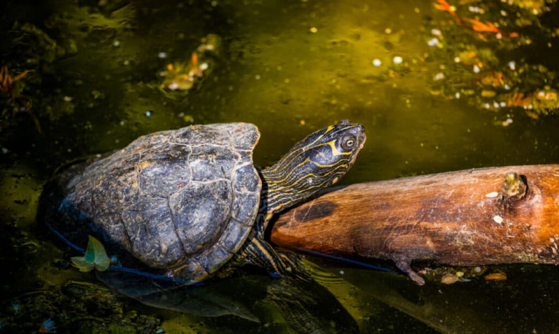 8 απίστευτες χελώνες στην Οκλαχόμα
