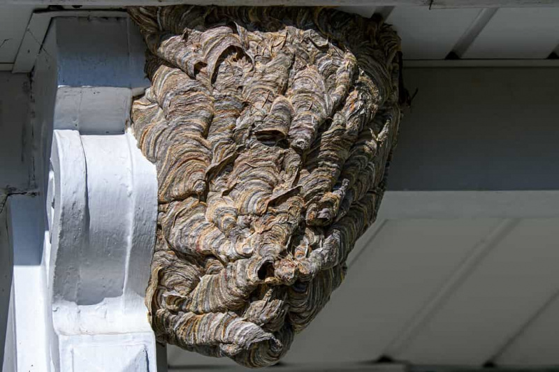   Papírové hnízdo holohlavých sršňů. Je to druh vosy žlutavé a ne sršeň. Kolonie obsahují 400 až 700 dělníků. Dělnice agresivně brání své hnízdo opakovaným bodáním vetřelců.