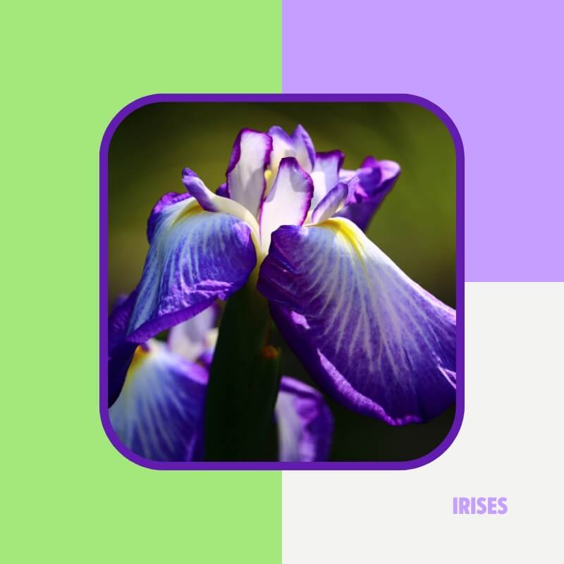   Irisai