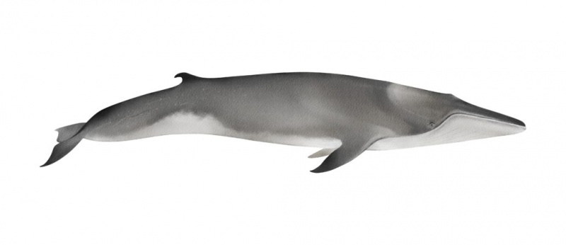 10가지 놀라운 지느러미 고래에 대한 사실