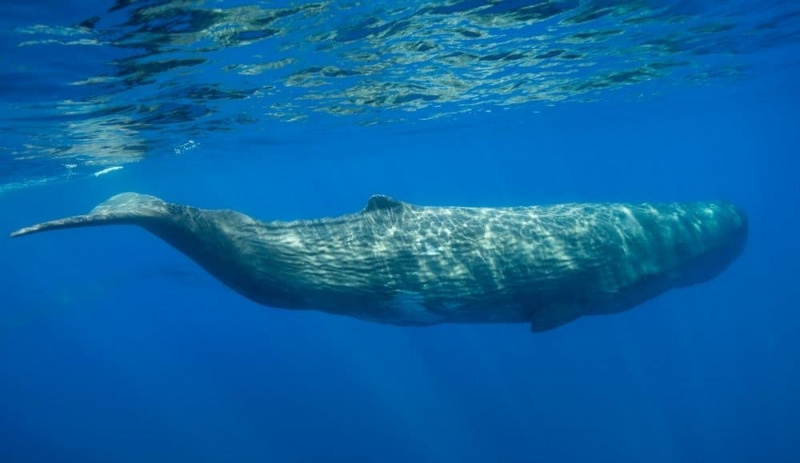   Plavanje samca kita sperme, Ligursko morje, svetišče Pelagos, Sredozemlje, Italija.