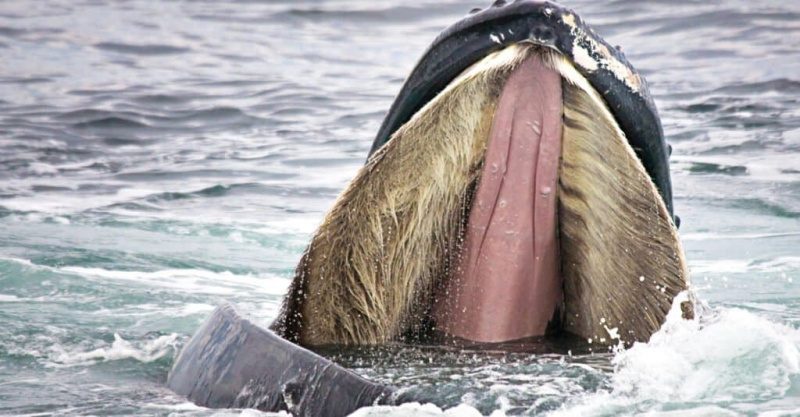   шта једу китови - балеен
