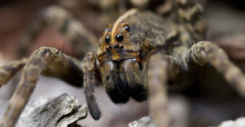   Najväčší vlčí pavúk - Carolina Wolf Spider