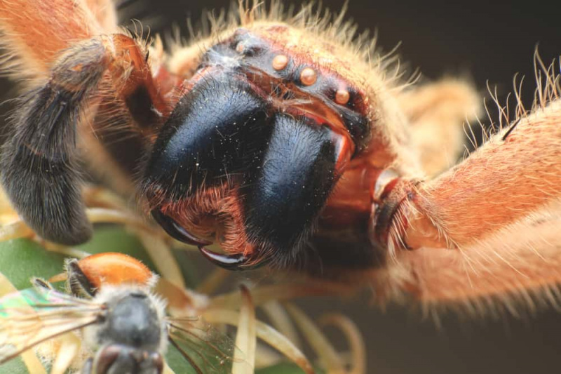   Vilkas voras ant kaktuso valgo bitę.