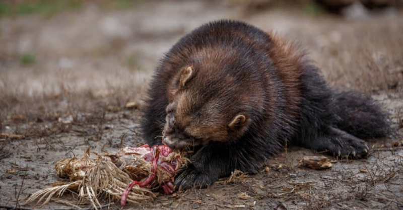   O que os wolverines comem - um wolverine comendo