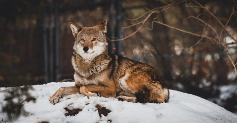   Najredkejša žival - Rdeči volk
