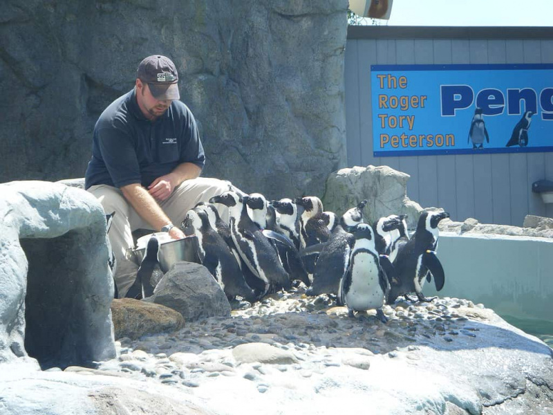   Pingviinide toitmine müstilises akvaariumis